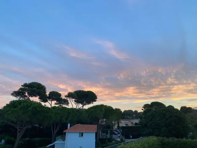 Silhouettes de pins parasols sous les couleurs roses du crépuscule